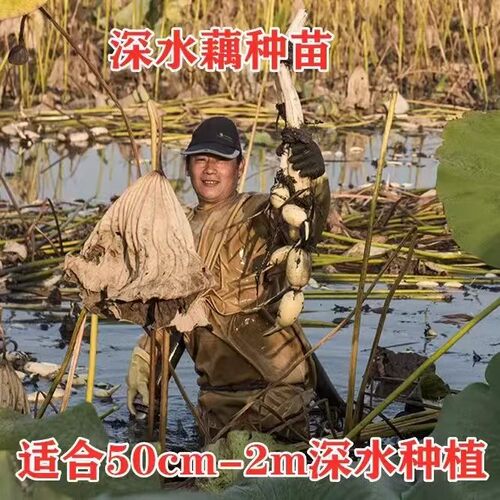 高产食用深水种苗盆栽池塘荷花