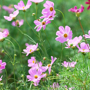 花种子 四季种易活格桑花种子波斯菊种子野花组合种子 室外花种子