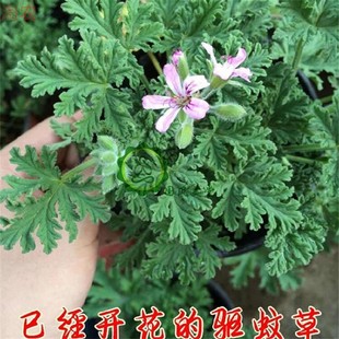 迷迭香薄荷驱蚊植物驱虫 碰碰香驱蚊草盆栽 香草满天星猪笼草花苗