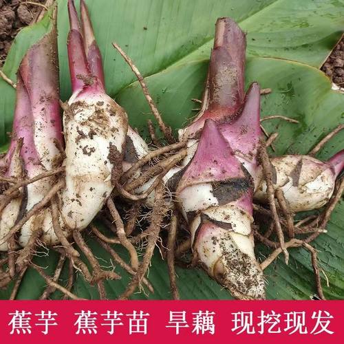蕉芋种苗蕉藕木芋旱藕芋翻鬼芋芭蕉芋可种植包邮懒人