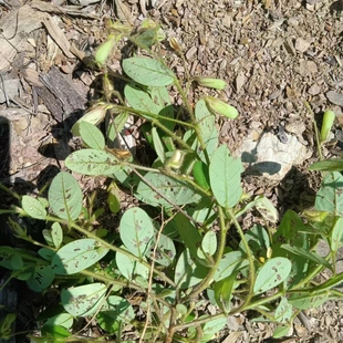 云南响铃草狗响铃野花生马铃草马响铃夏枯草新鲜肾气草野豌豆