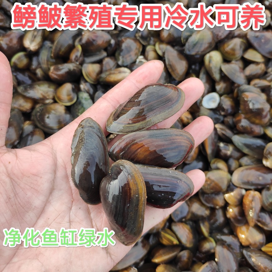 水鳑鲏旁皮繁殖除藻杜氏圆顶珠蚌