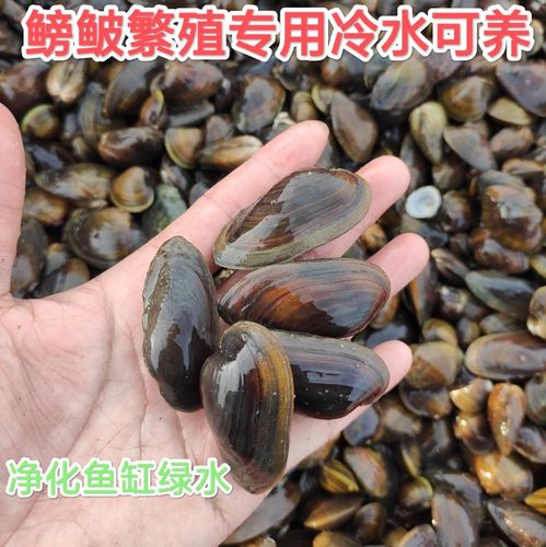 水鳑鲏旁皮繁殖除藻杜氏圆顶珠蚌