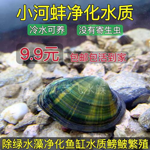 河蚌活体观赏淡水贝壳繁殖