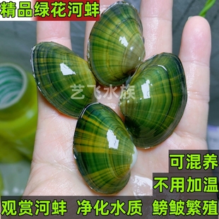 小河蚌观赏除藻黄金河蚌水生宠物净化水质吃鱼屎鳑鲏繁殖蚌黄金蚬