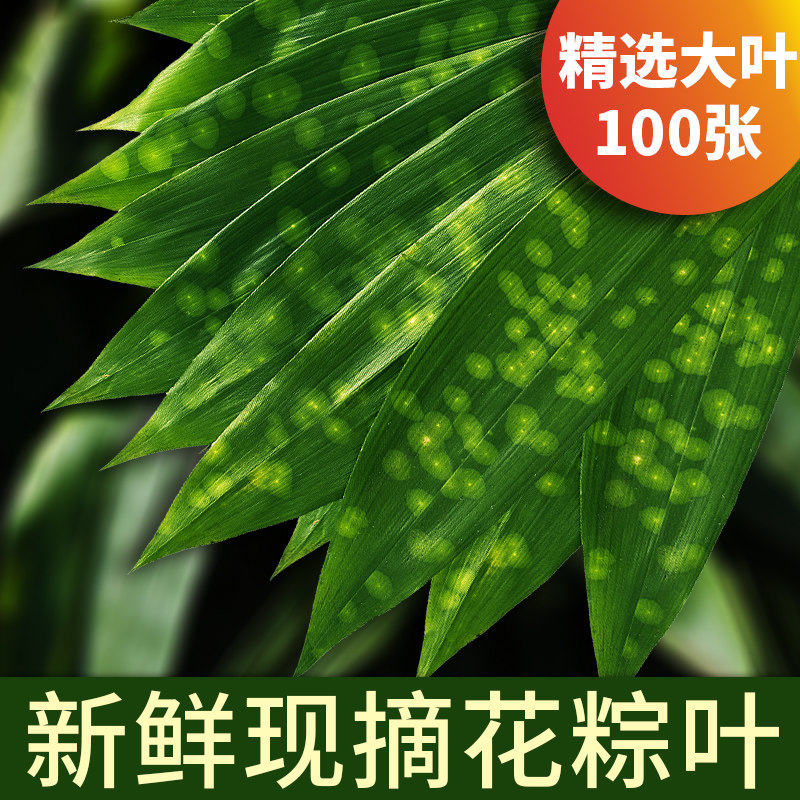 粽叶新鲜100片大芦苇叶四川铜钱花粽叶野生包粽子粽叶免邮批发