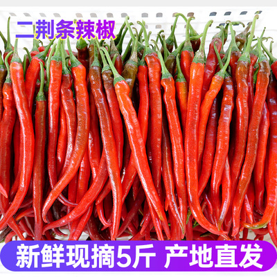 四川二荆条红辣椒新鲜