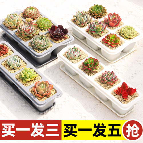 特价清仓多肉花盆阳台肉肉植物盆