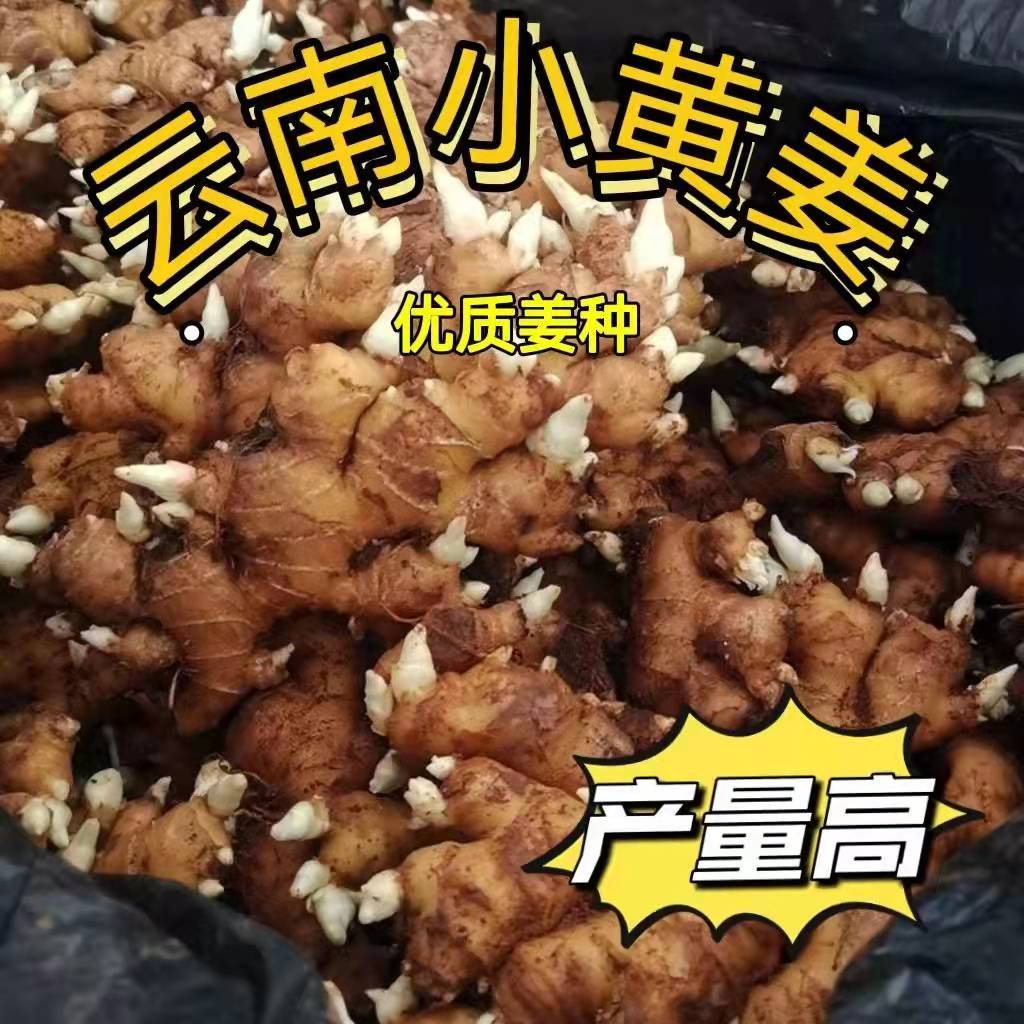 云南小黄姜种子种苗姜籽种芽黄姜其它