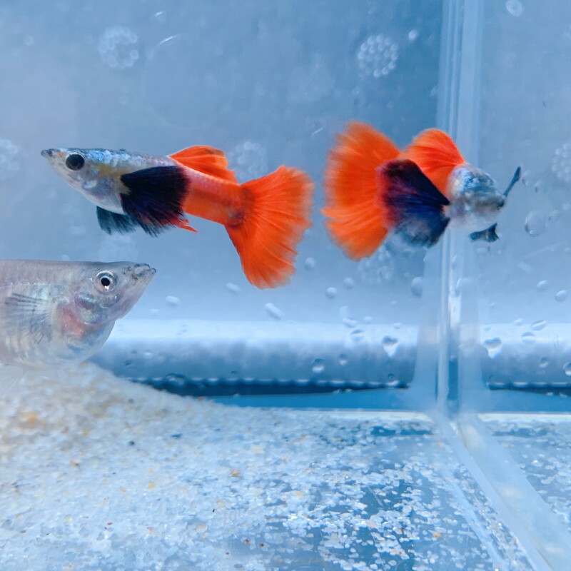 白金象耳大耳朵白金红尾孔雀鱼小飞象泰国越南进口半月活体热带鱼