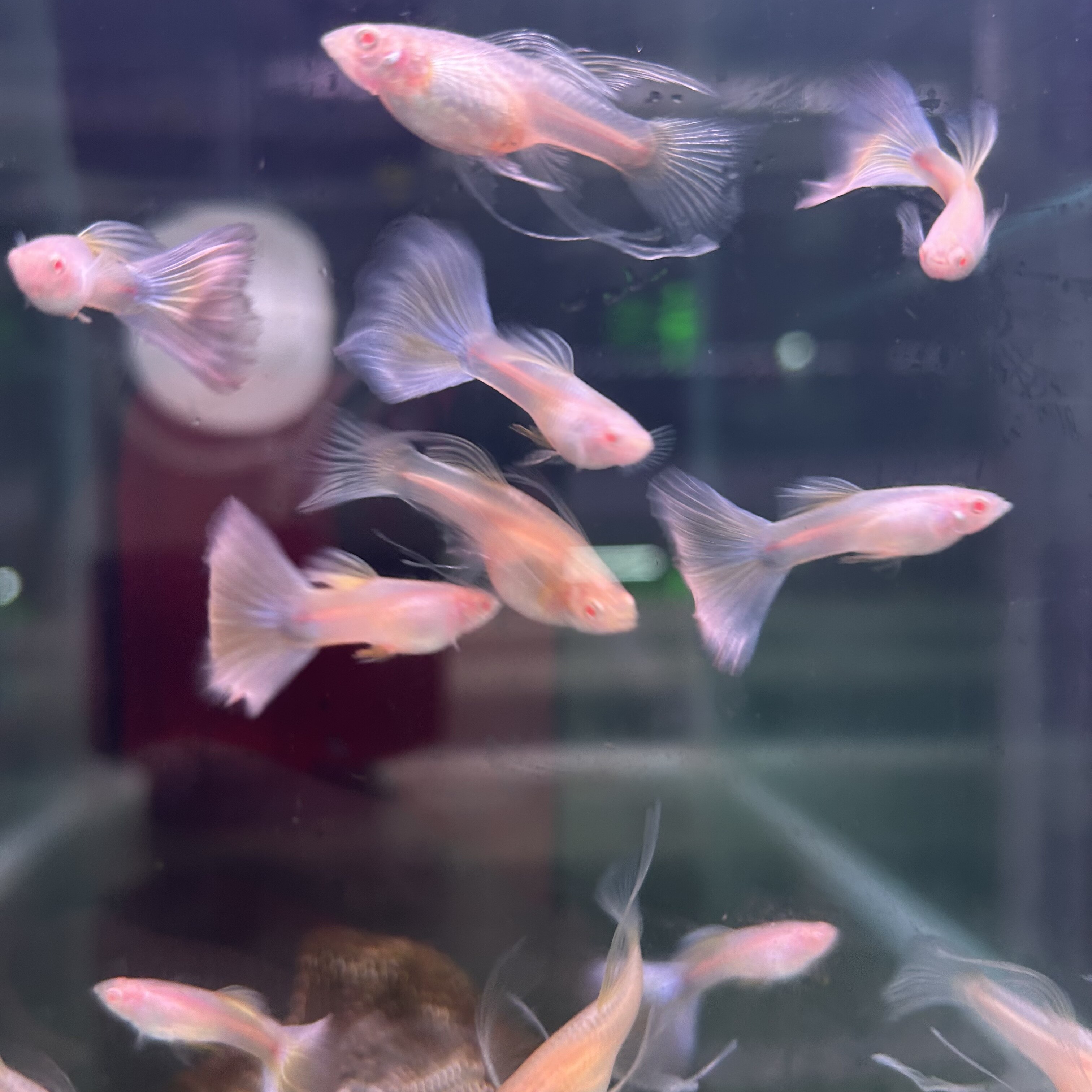 金粉大C孔雀鱼莫紫白子凤尾墨子白子大尾巴精品热带观赏鱼网红