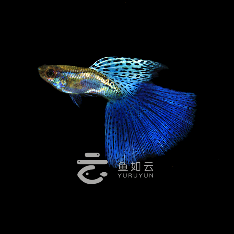 血红大背大C缎带孔雀鱼