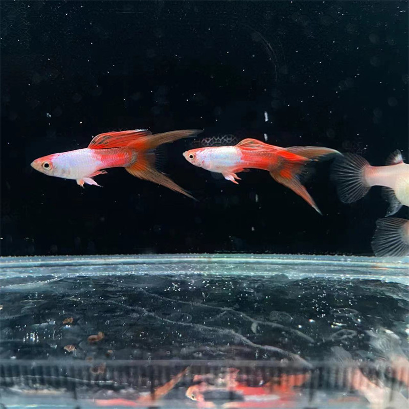 热门品种合集越南紫龙绣球满鳞极光天使彩虹金粉世家孔雀鱼热带鱼