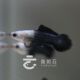 蝶翼白金大耳熊猫孔雀鱼热带鱼精品种鱼活体观赏鱼