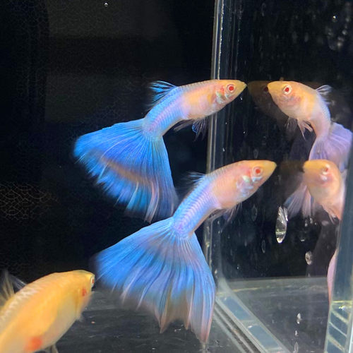 极光幻彩日本蓝白子拉朱莉蓝尾