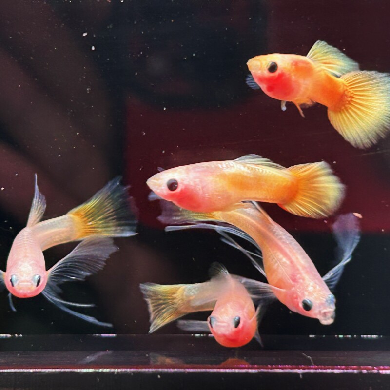 黄金玻璃猫大眼睛大C玻璃体透明孔雀鱼观赏鱼活体热带鱼