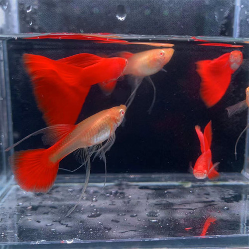 热带鱼稀有孔雀鱼高端