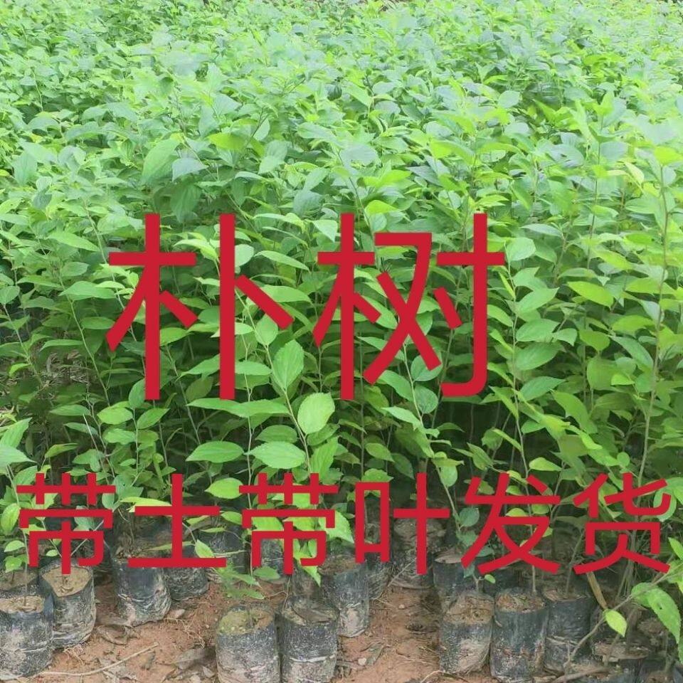 小叶朴树苗本地朴树苗厚朴沙朴名贵树庭院别墅小区园林绿化景观树