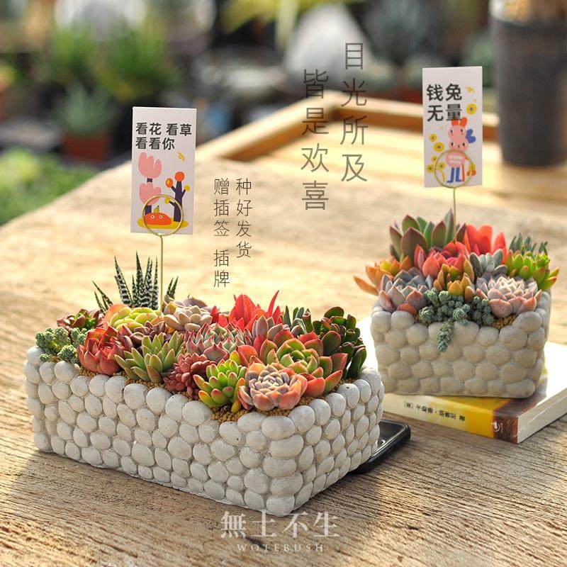 多肉小盆栽创意盆景组合室内绿植肉肉植物带盆栽好成品母亲节礼物