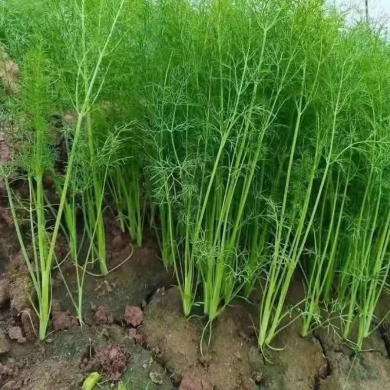 云南带根发货小茴香新鲜发货