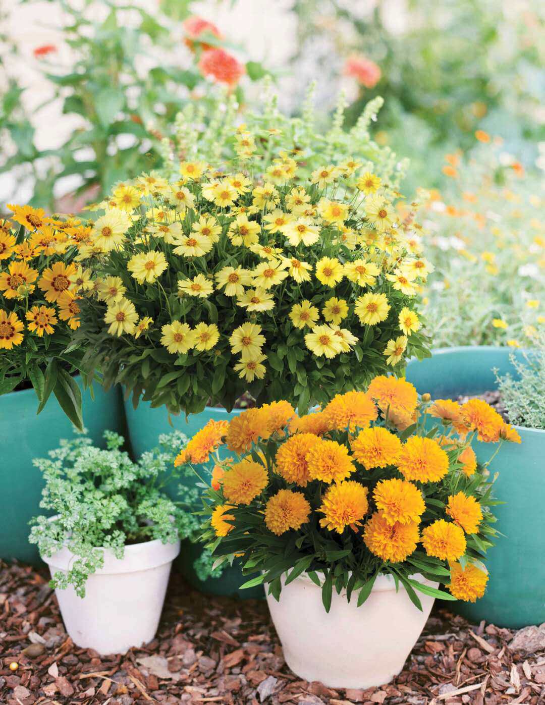 金鸡菊小闹钟奶白色满盆带花苞宿根大花花期长