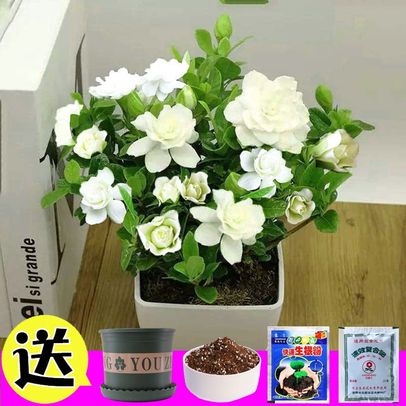 栀子花种孑四季播种开花易活室内外花卉植物盆栽苗香草花种子籽子