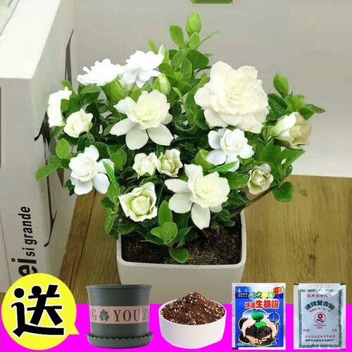 栀子花种孑四季播种开花易活室内外花卉植物盆栽苗香草花种子籽子