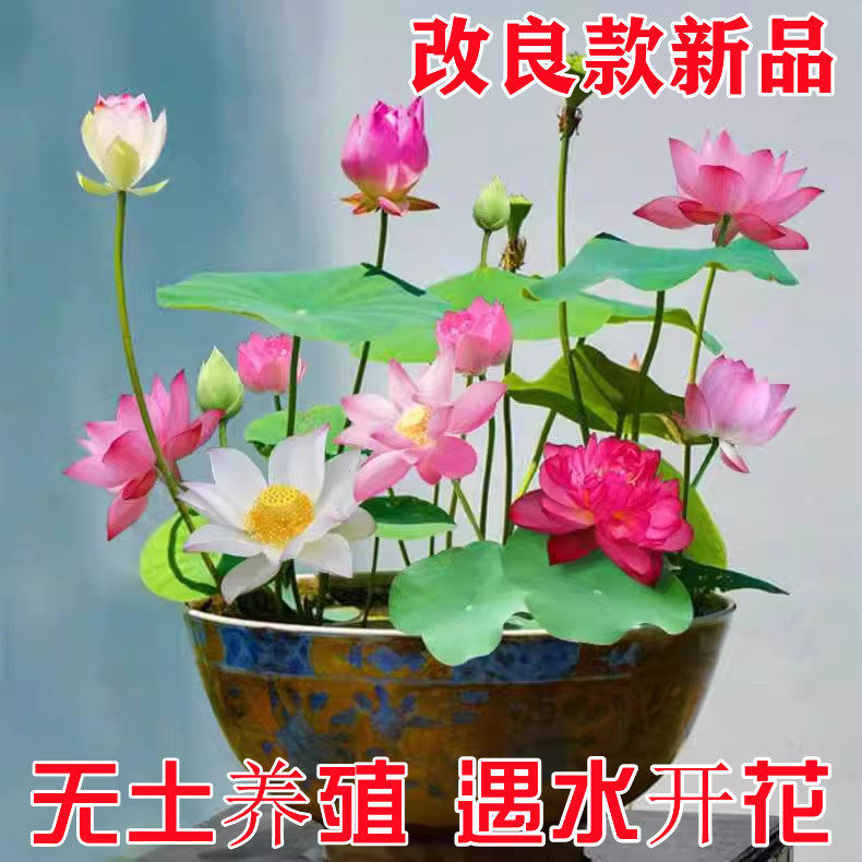 四季开花碗莲种子水培植物花卉室内水养莲花好养荷花迷你睡莲盆栽