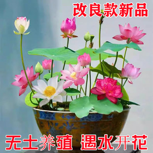 四季开花碗莲种子水培植物花卉室内水养莲花好养荷花迷你睡莲盆栽