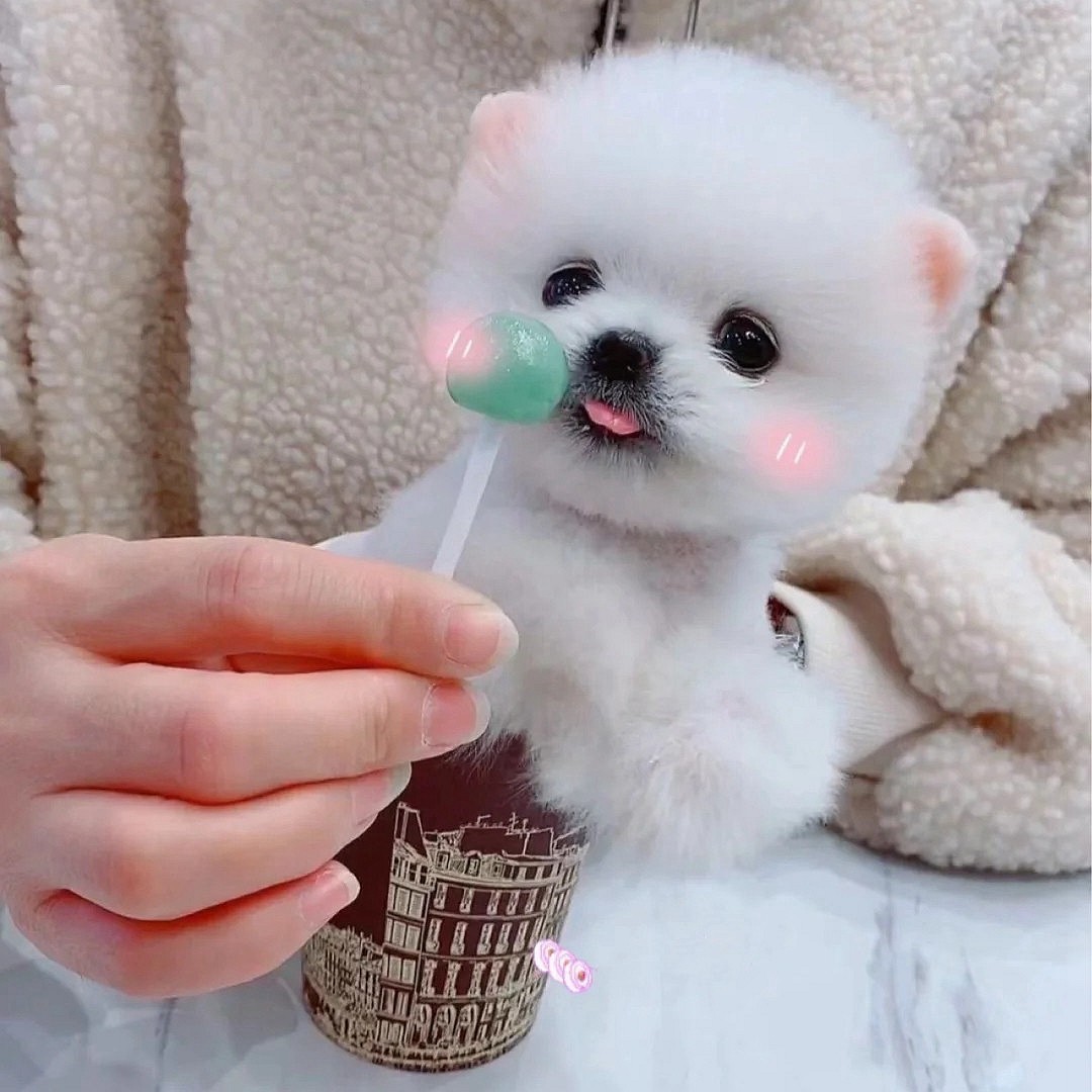 纯种博美犬俊介小型迷你可爱长不大宠物狗茶杯犬家养狗狗