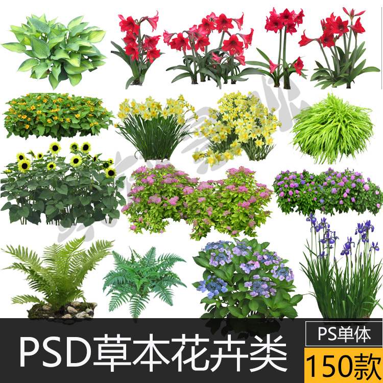 psd风景园林立面草本植物蕨类观赏草耐阴宿根球根水生花卉ps素材