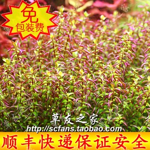 水族箱鱼缸水草疯狂水中叶 稻穗ii 号 稻穗2 型 中景前景造景套餐