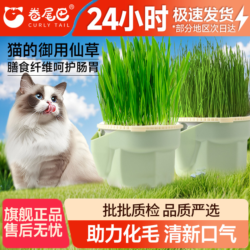 水培无土壤种植懒人种植化毛零食