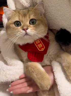 【中国风】猫咪狗宠物围脖针织保暖红色围巾 好寓意创意手工围脖