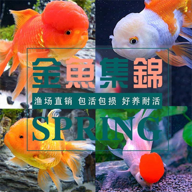 金鱼活鱼观赏鱼活体狮子头小金鱼
