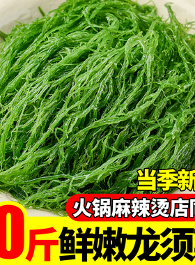 龙须菜新鲜海草龙须菜凉拌菜鲜龙须菜官方旗舰店海藻商用火锅食材