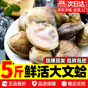 文蛤鲜活超大蛤蜊新鲜活蚬子花白蛤贝类海鲜水产现捕现发包肥包鲜