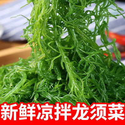 龙须菜新鲜海菜海藻火锅凉拌菜石花菜食材海草发菜火锅店商用批发