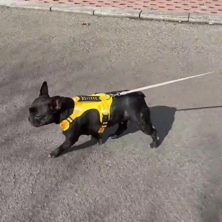宠物狗狗牵引绳胸背带遛