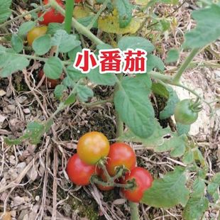 野生小番茄种子农家老品种酸味炒家常菜小时候 户外 家乡味道正品