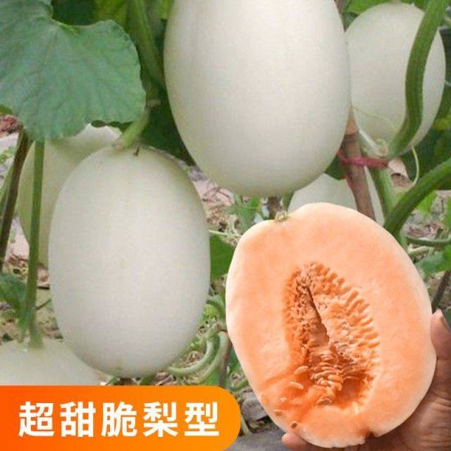 脆梨甜瓜种籽白香瓜种子水果甜脆超甜春夏秋冬季盆栽露天大棚农家
