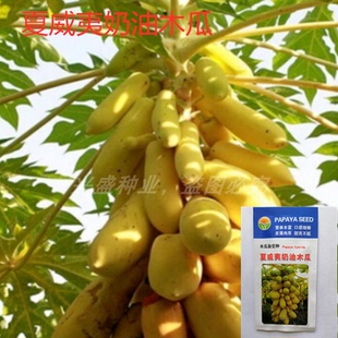 【企业店铺】木瓜种子水果红心木瓜台湾红妃矮化进口盆栽木瓜种孑