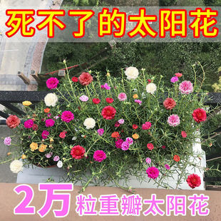 死不了的太阳花种子重瓣混色松叶牡丹花卉种子室内阳台盆栽花种籽