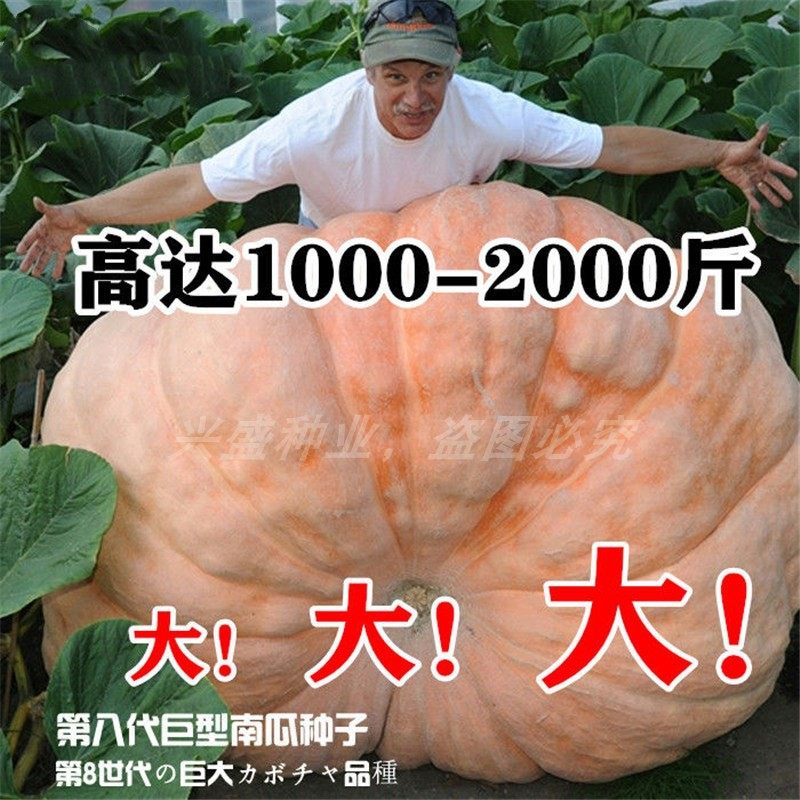 巨型南瓜种子 美国进口超级巨型南瓜 特大高产 可食用南瓜苗种孑
