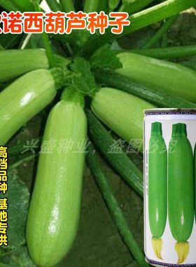 蔬菜水果阳台西葫芦种子