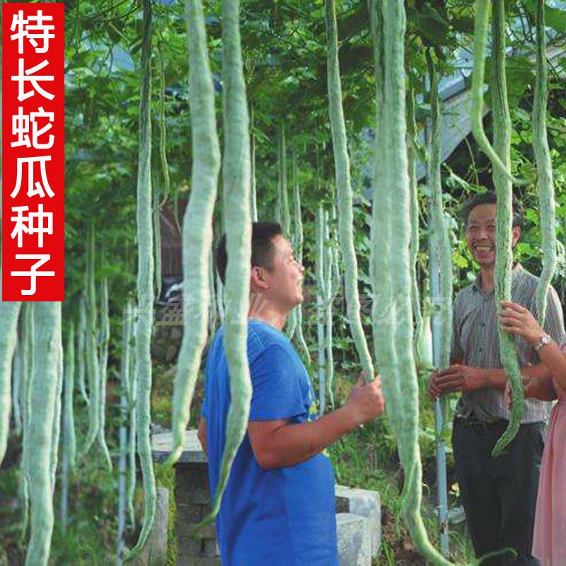 特长蛇瓜种子 蛇豆角 四季播蛇丝瓜蛇豆庭院阳台特色寿光蔬菜种孑