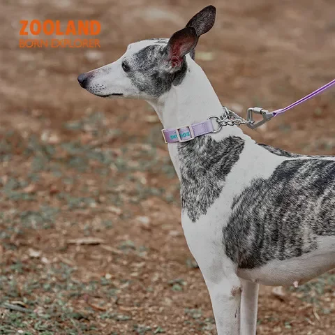 宠物狗法斗半P链牵引项圈ZOOLAND颈圈绳子小中型犬狗脖圈遛防爆冲