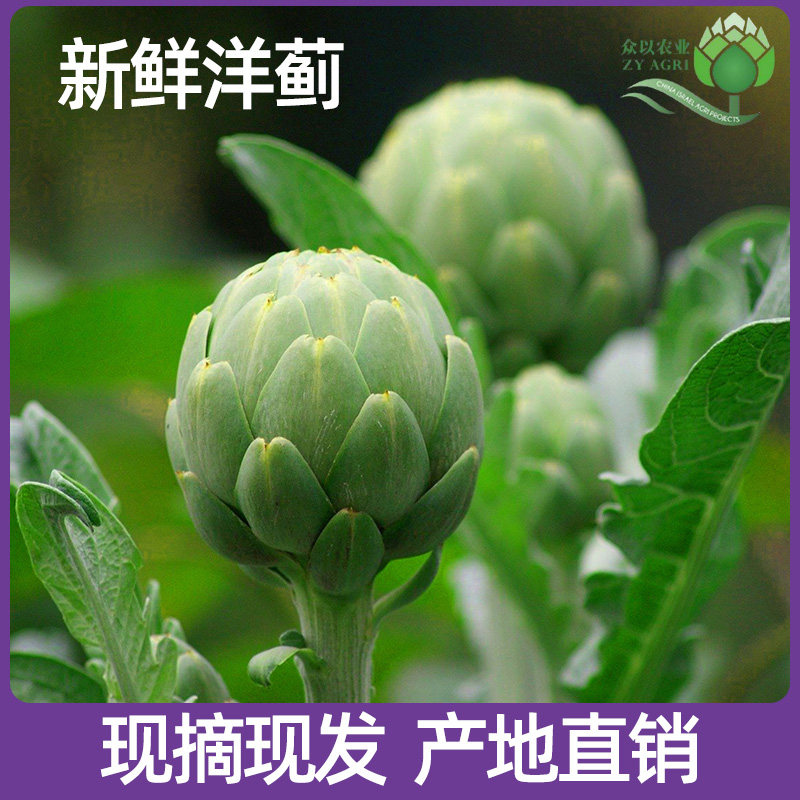 新鲜洋蓟蔬菜朝鲜蓟菜蓟法国百合西餐食材Artichoke4斤/10斤包邮