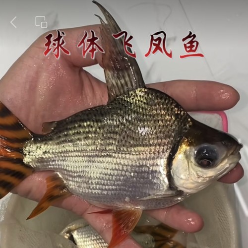 球体飞凤鱼红龙鱼高端配鱼活体热带观赏鱼龙鱼混养搭档飞凤观赏鱼