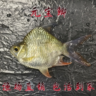 泰国鲫零号元 宝鲫观赏鱼龙鱼配鱼淡水鱼热带鱼 宝鲫鱼精品泰国元